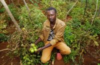 Los jóvenes kenianos descubren un futuro prometedor en la agricultura